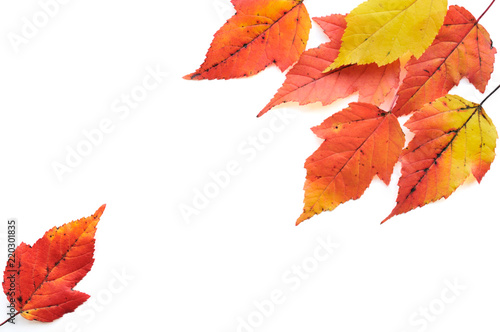 Tatarian maple leaves in autumn colors isolated on white background.