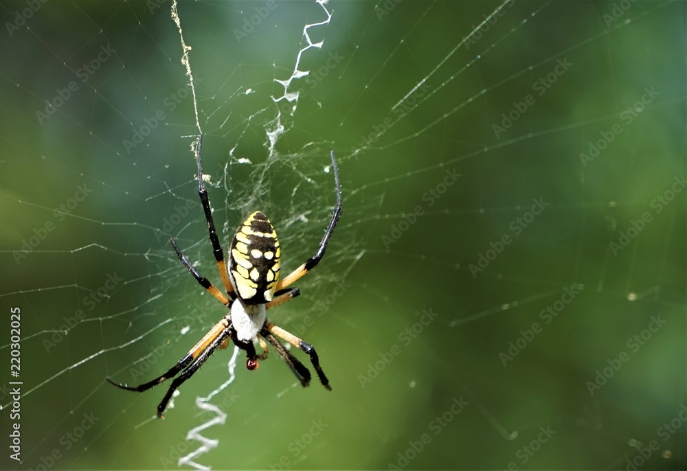 Black and yellow garden spider (Argiope aurantia) known as other names 'Writing Spider' or 'Banana Spider' or 'Corn Spider' on the web in the garden background, Summer in GA USA. Black and yellow garden spider (Argiope aurantia) known as other names 'Writing Spider' or 'Banana Spider' or 'Corn Spider' on the web in the garden background, Summer in GA USA.