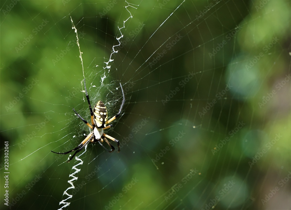 Black and yellow garden spider (Argiope aurantia) known as other names 'Writing Spider' or 'Banana Spider' or 'Corn Spider' on the web in the garden background, Summer in GA USA. Black and yellow garden spider (Argiope aurantia) known as other names 'Writing Spider' or 'Banana Spider' or 'Corn Spider' on the web in the garden background, Summer in GA USA.