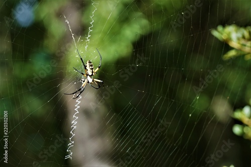 Black and yellow garden spider (Argiope aurantia) known as other names 'Writing Spider' or 'Banana Spider' or 'Corn Spider' on the web in the garden background, Summer in GA USA.