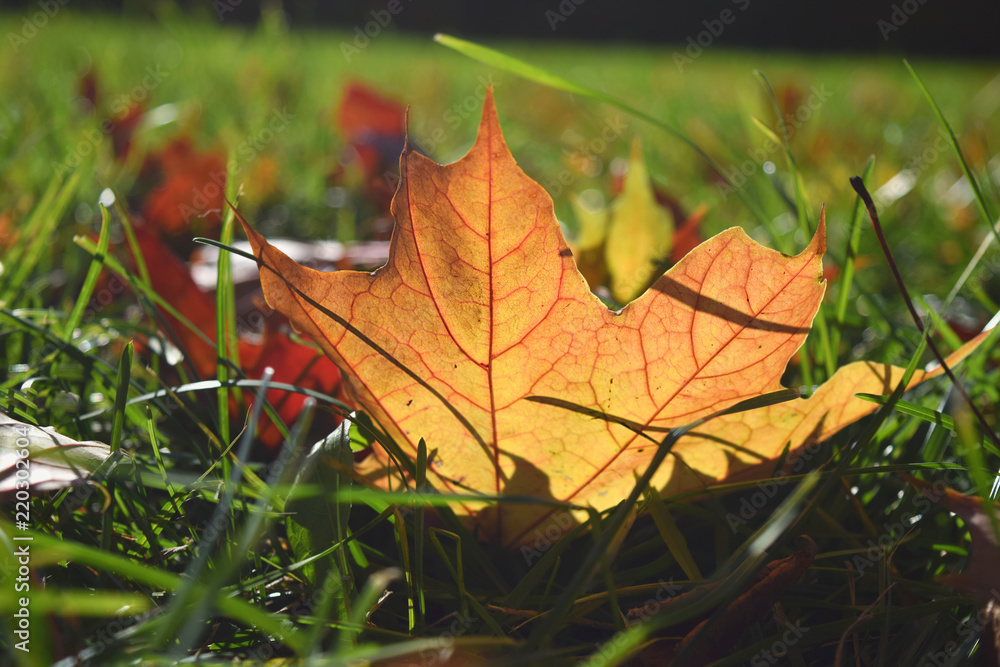 Close up Selective focuse Maple leaf Season Fall Autumn concept Back to school Copy space Close up Selective focuse Maple leaf Season Fall Autumn concept Back to school Copy space