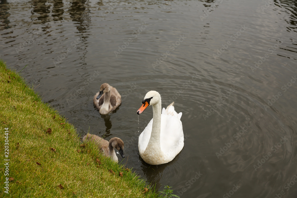 Obraz premium Swans