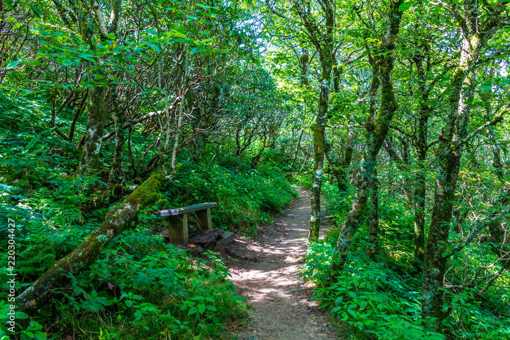 Trail Through Blue Ridge Mountains