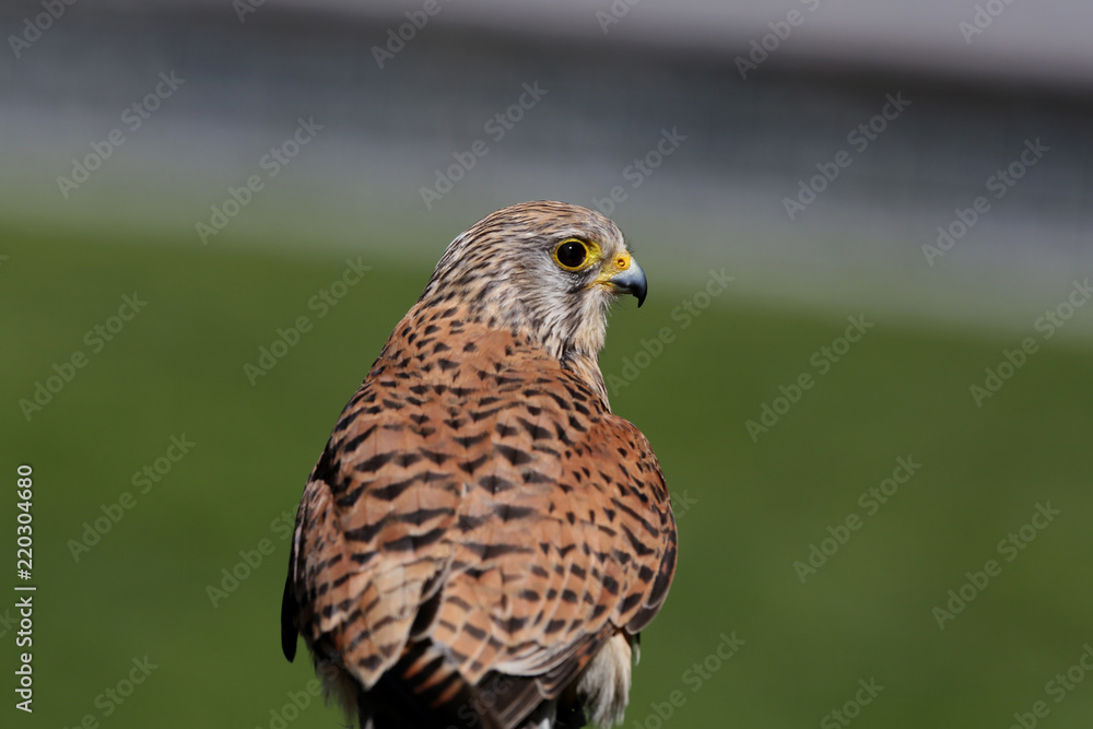 Obraz premium Turmfalke