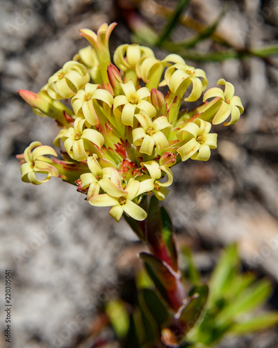 Crassula fascicularis photo