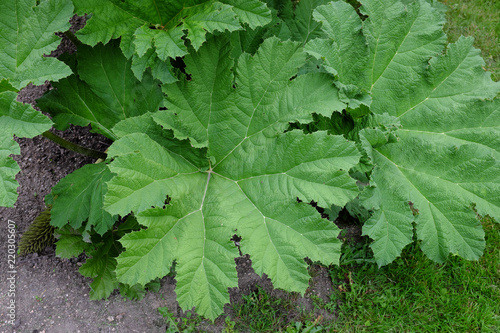 Gunnera manicata