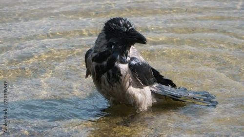 Big Bird taking a bath on the pool