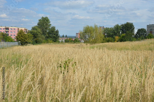 Krajoobrazy  Mysłowickie -Janów