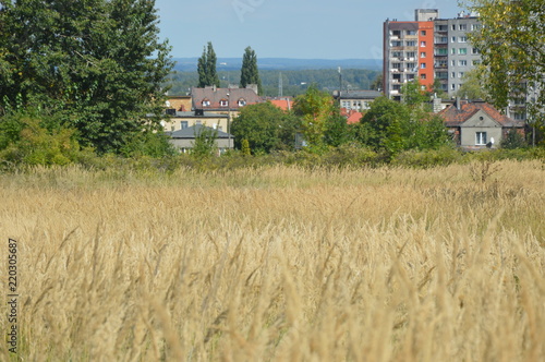 Krajoobrazy  Mysłowickie -Janów