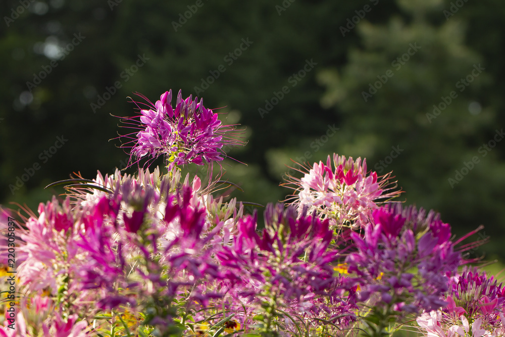 Obraz premium Beautiful Cleome spinosa or Spider flower in the garden close up