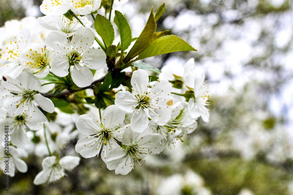 White cherry tree flowers while blossoming in an orchard White cherry tree flowers while blossoming in an orchard
