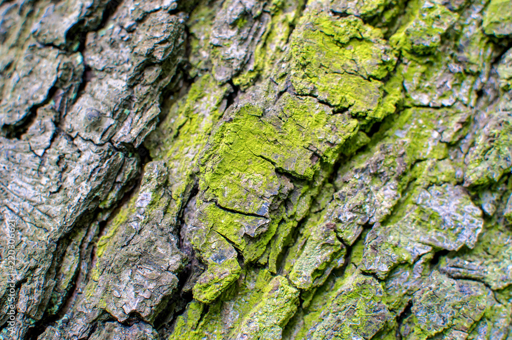 A colorfull tree bark with moss and fungus A colorfull tree bark with moss and fungus