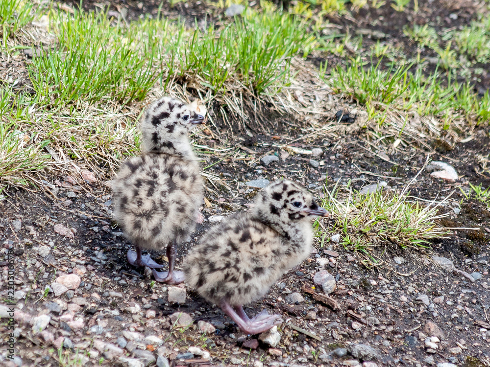 chicks on the rocks chicks on the rocks
