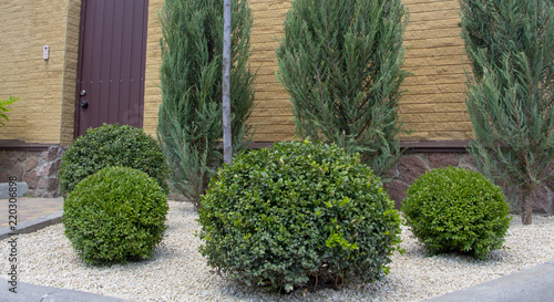 Lawn with plants. Boxwood, evergreen foliage plant © maykal