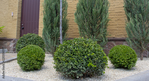 Lawn with plants. Boxwood, evergreen foliage plant