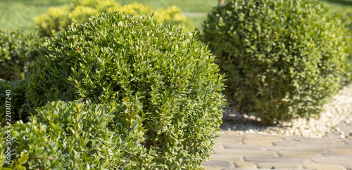 Lawn with plants. Boxwood, evergreen foliage plant