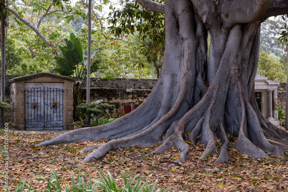 tree tree