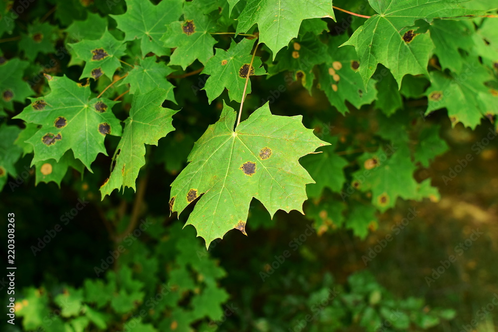 green maple leaves affected by Black Spot infection green maple leaves affected by Black Spot infection