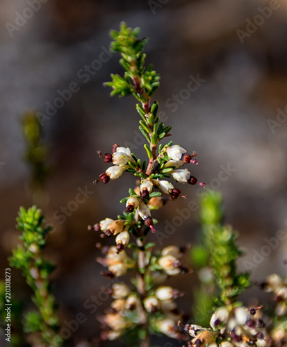 Erica calycina photo