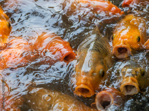 Several carps on the lake at Yu Gardens, Shanghai, China photo