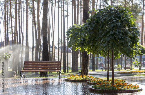 hornbeam in a summer park, cut into a beautiful shape photo