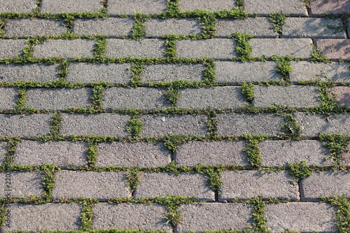 Pavement of concrete blocks with grass in between 