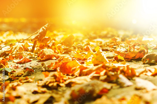 background of autumn leaves autumn leaves in a Park on earth, yellow, green leaves in autumn Park.