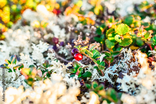 Small red cowberry in a white reindeer lichen