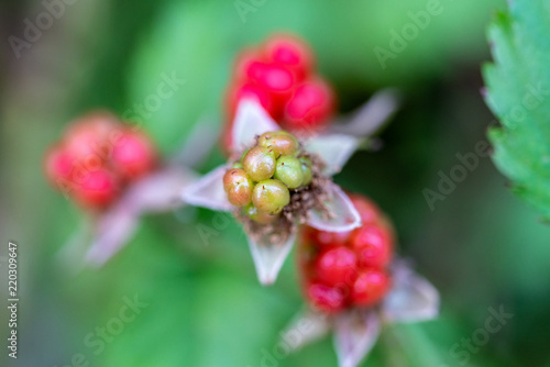 berries