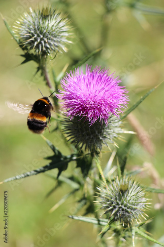 A bumblebee collects pollen of the thistle flower