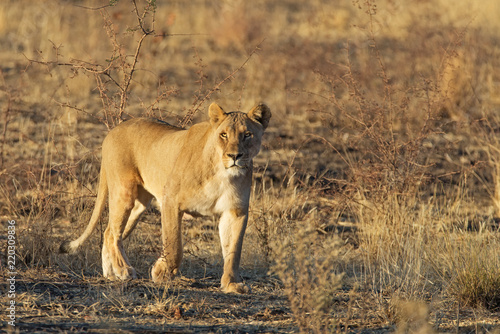 Lioness at sunrise in Ongava Game Reserve near Etosha National Park