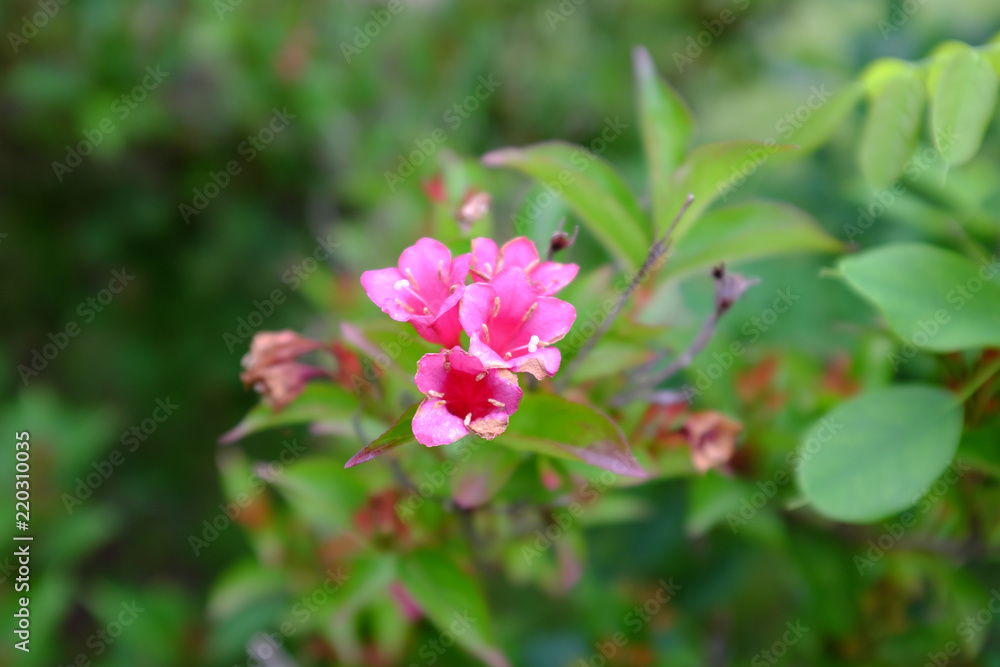 Weigela x hybdrid cv. Eva Supreme Weigela x hybdrid cv. Eva Supreme