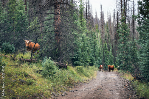 Open ranch, cows on the road in Rio Grande National Forest, Colorado, US