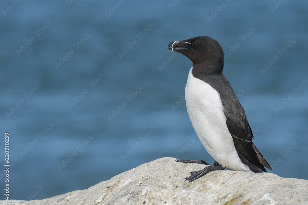 Fototapeta premium Razorbill Auk, Machias Seal Island