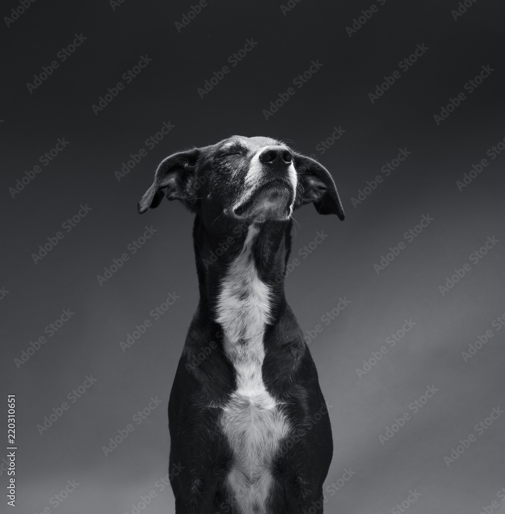 A picture of a noble dog, Eye-closing dog, picture of a beautiful dog, photo of a dog in black and white, an old dog , Black dog, delicate dog, non-hairy dog, hairy dog, dog with a white tie A picture of a noble dog, Eye-closing dog, picture of a beautiful dog, photo of a dog in black and white, an old dog , Black dog, delicate dog, non-hairy dog, hairy dog, dog with a white tie
