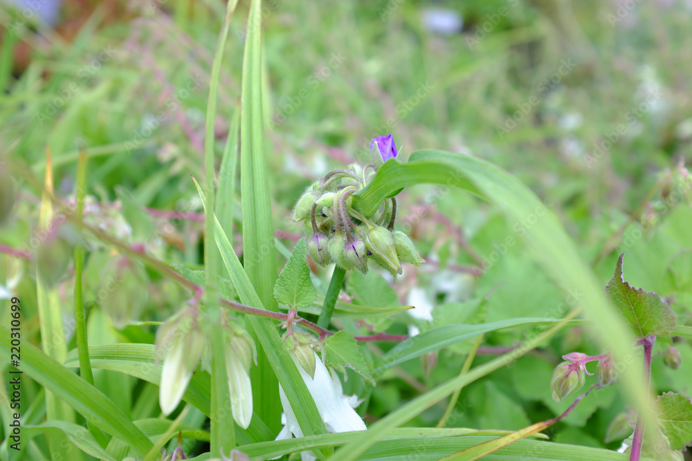 Obraz premium Tradescantia x andersoniana