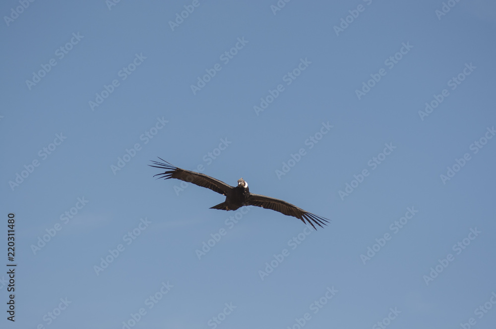 Fototapeta premium Condor, Cruz del Condor, Canyon del Colca, Pérou