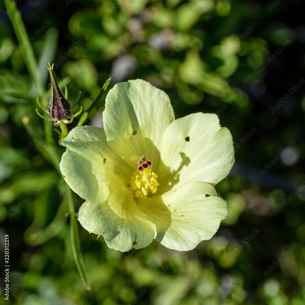 Hibiscus aethiopicus Hibiscus aethiopicus