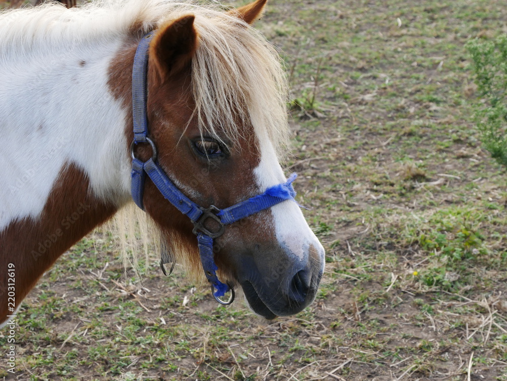 Obraz premium Playa de la Vega