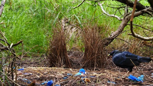 Satin bowerbird arranges sticks in nest in Australia.