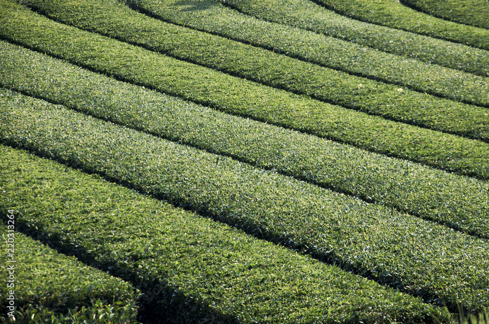 Green tea farm of Jeju Island