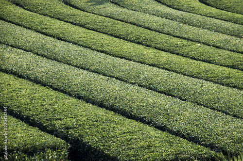 Green tea farm of Jeju Island