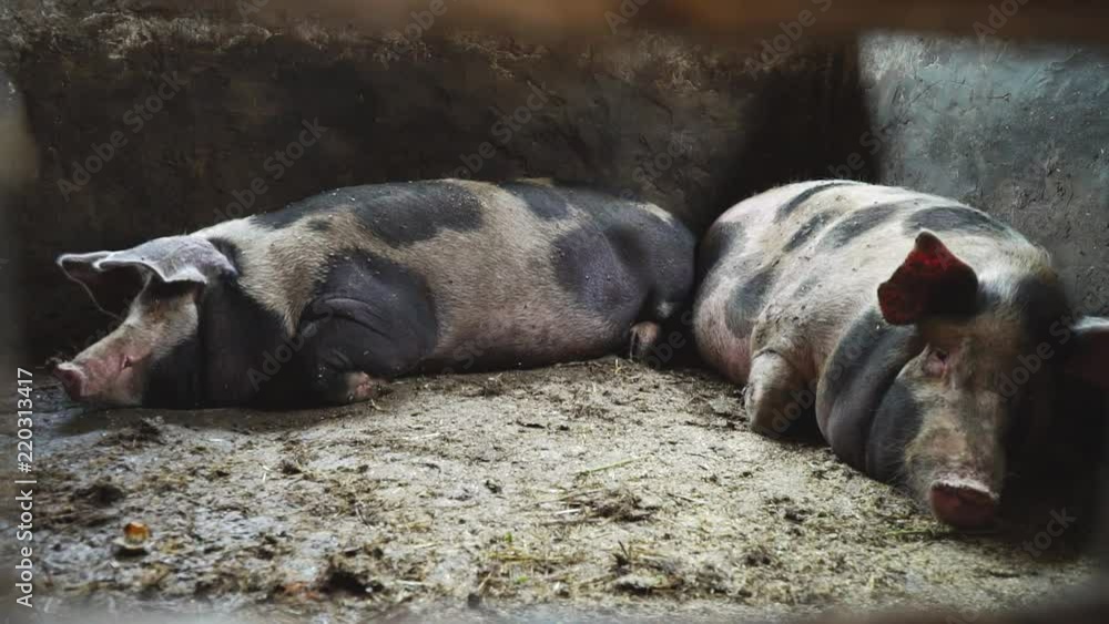 Two big pigs in a pigsty, spotty pigs lie on a dirty floor in a pigsty Two big pigs in a pigsty, spotty pigs lie on a dirty floor in a pigsty