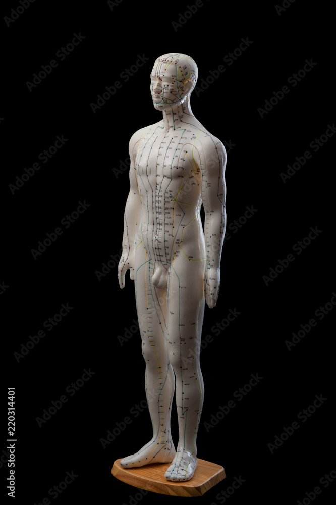 Alternative medicine and east asian healing methods concept with full size acupuncture dummy model isolated on black background with clip path cut out