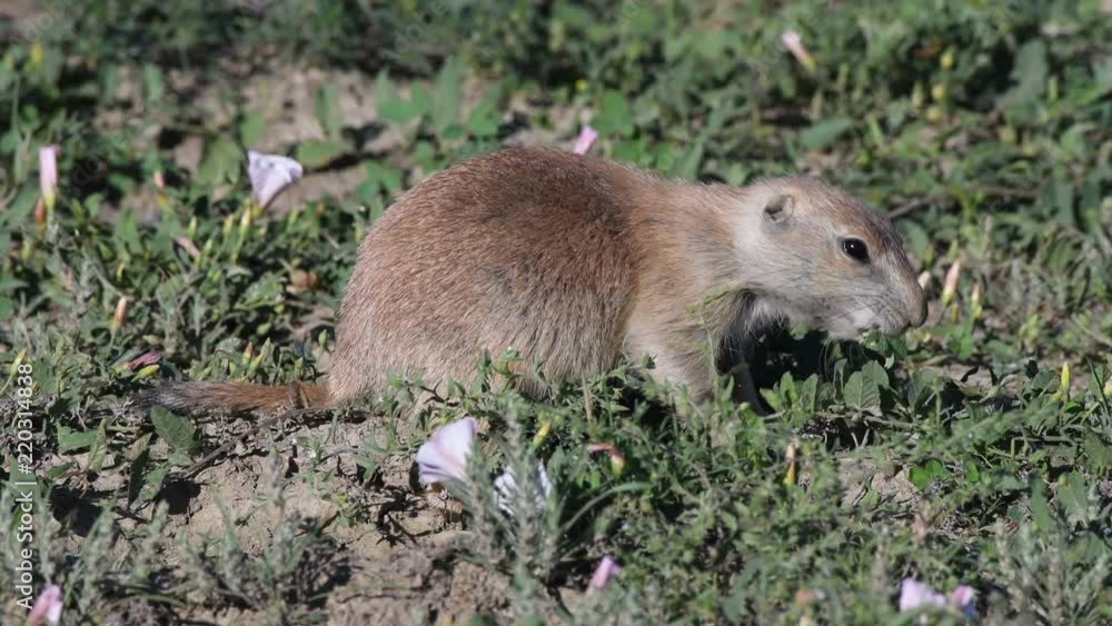 Prairie Dog Burrows Into Green Brush Prairie Dog Burrows Into Green Brush