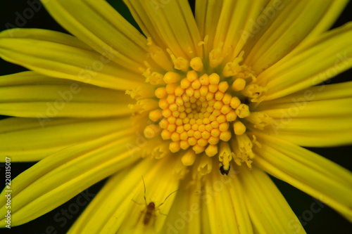 close shot yellow flowers