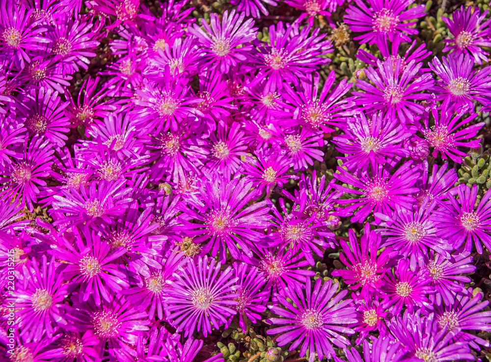 Lampranthus vernalis Lampranthus vernalis