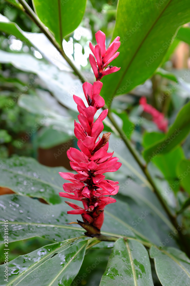Alpinia purpurata, Zingiberaceae, Asia Alpinia purpurata, Zingiberaceae, Asia