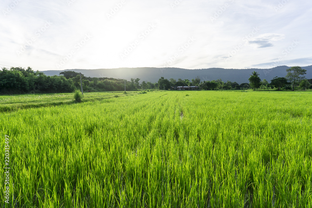 Landscape Sunrise in the morning, dew, green rice fields with blue sky and cloud background,Panorama view.