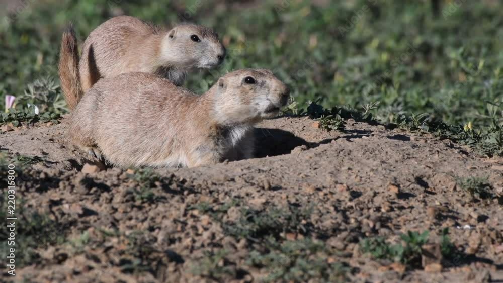 Prairie Dog Runs Up to Another Who is Chirping Prairie Dog Runs Up to Another Who is Chirping